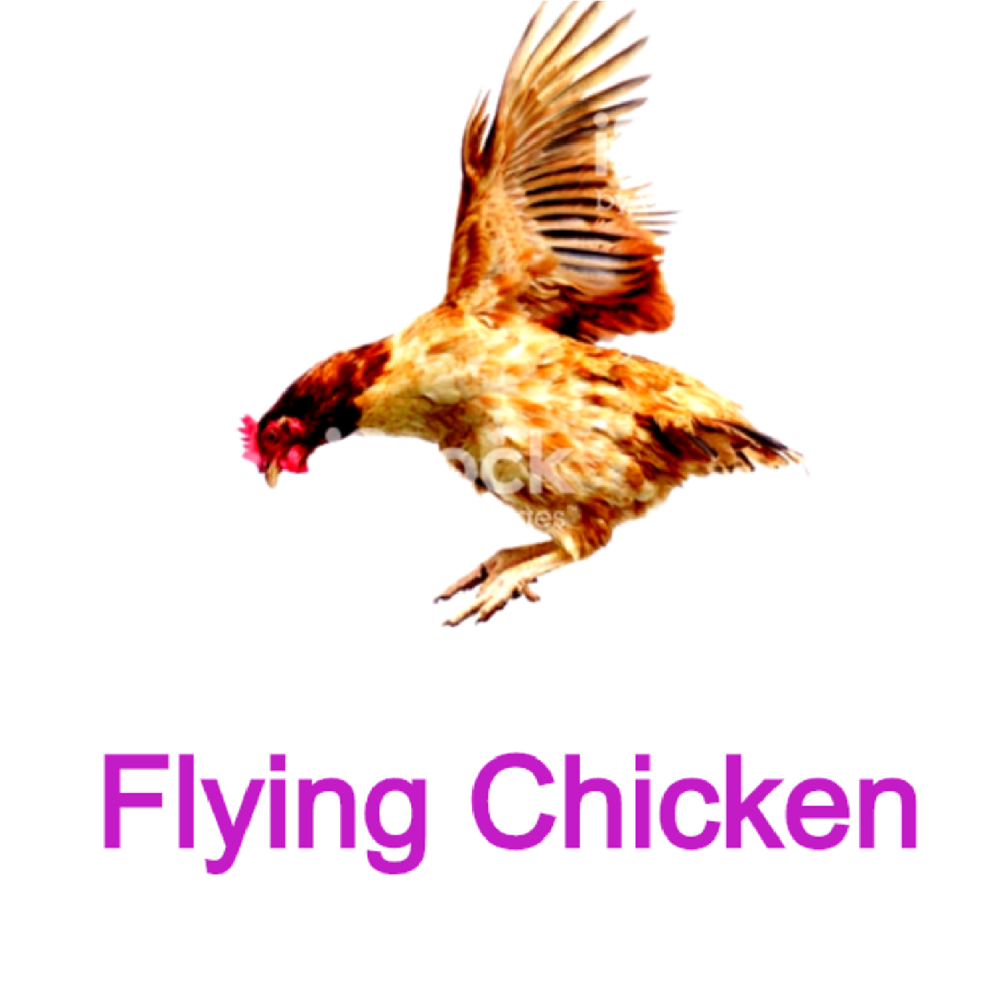 The Flying Chicken Podcast