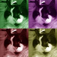 evilkat999