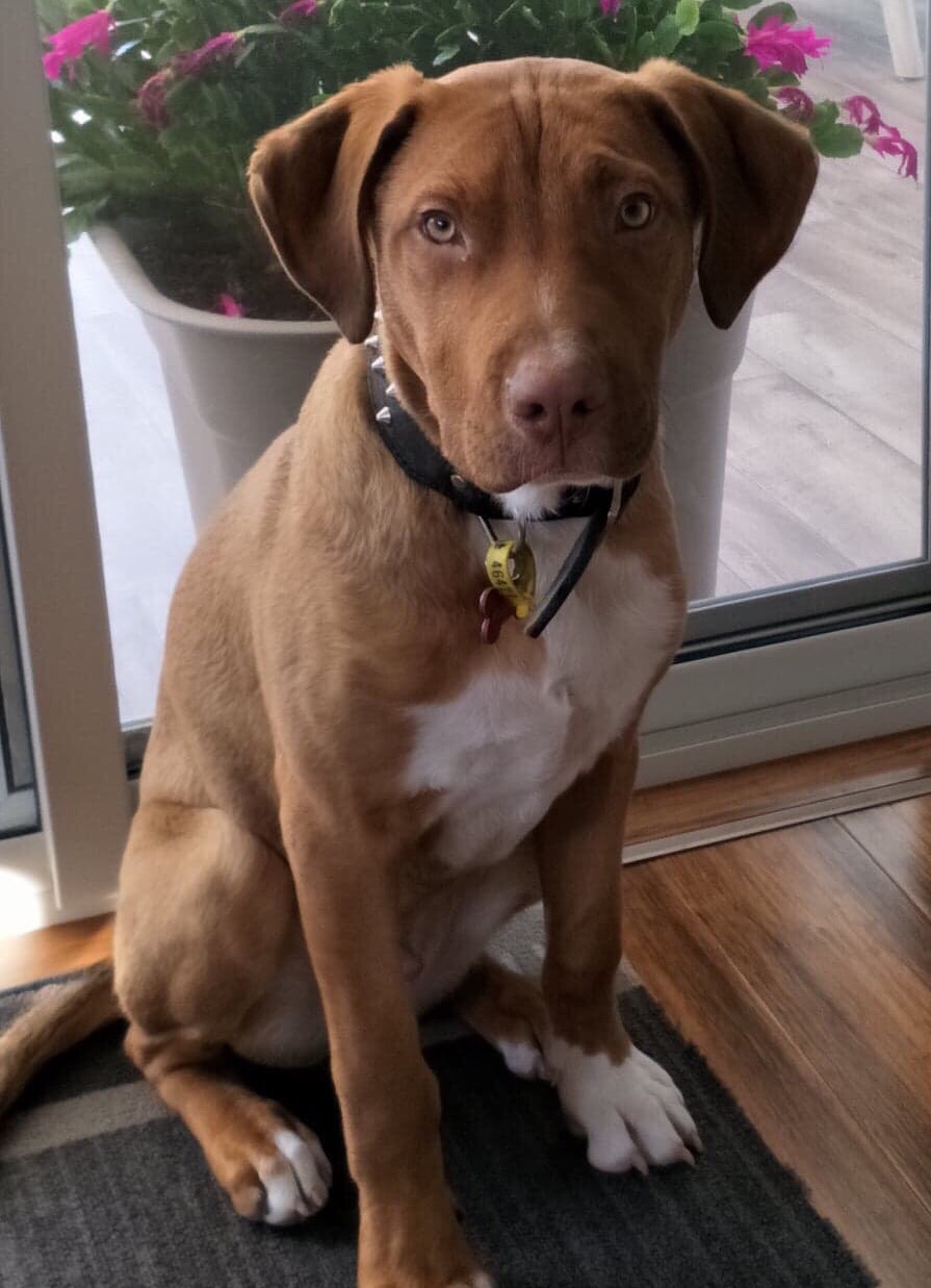 buddy