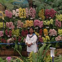 lalli