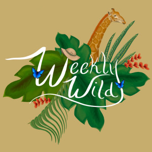 Weekly Wild