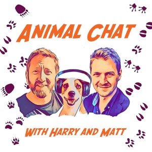 S2 E2 - Special International Cat Day Animal Chat  with Ian MacFarlaine