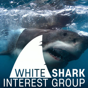 White Shark Interest Group Podcast Ep#013 - ORCAS with ROB LAWRENCE