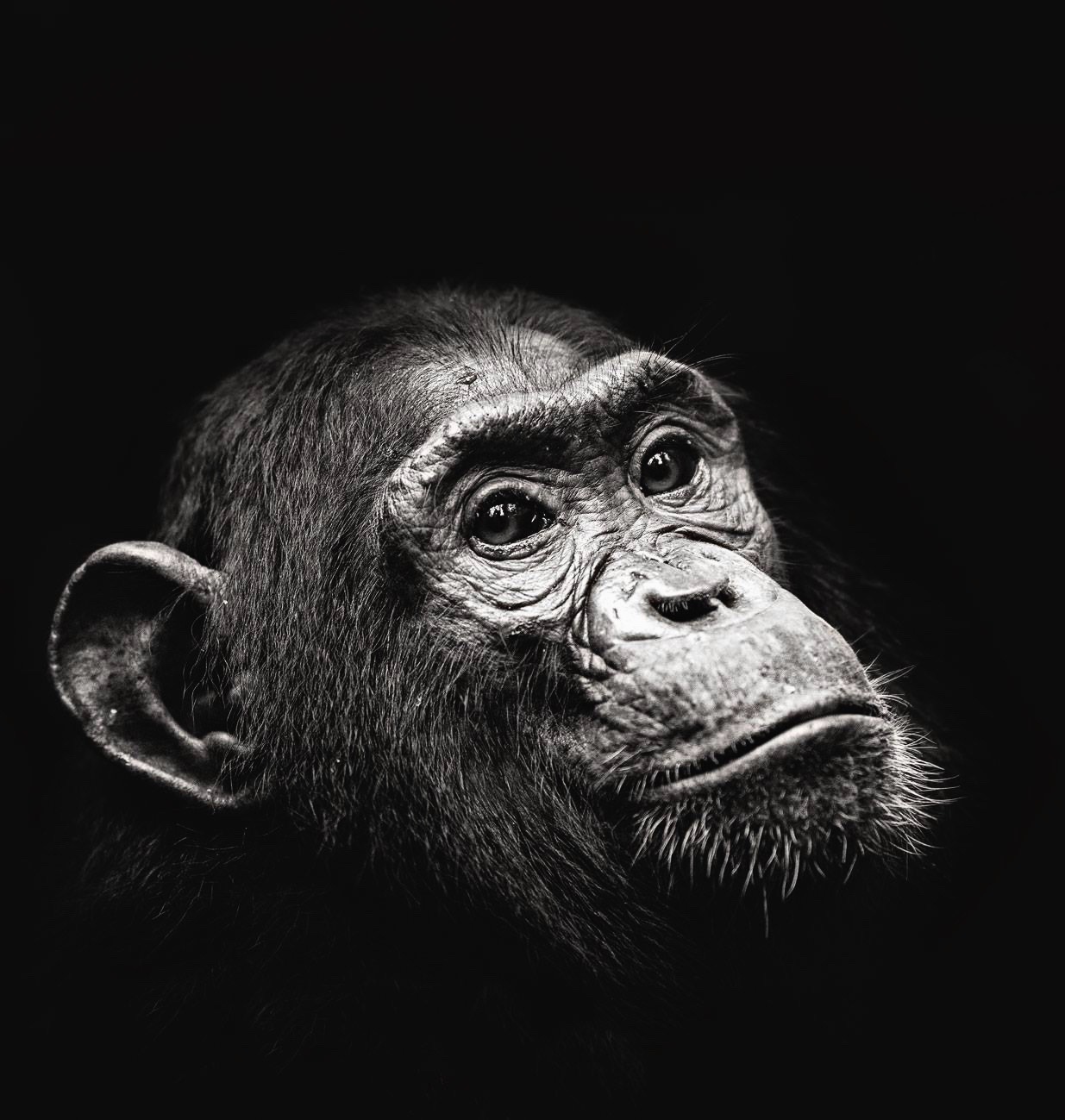 Safari Talk - what ever you do don’t run