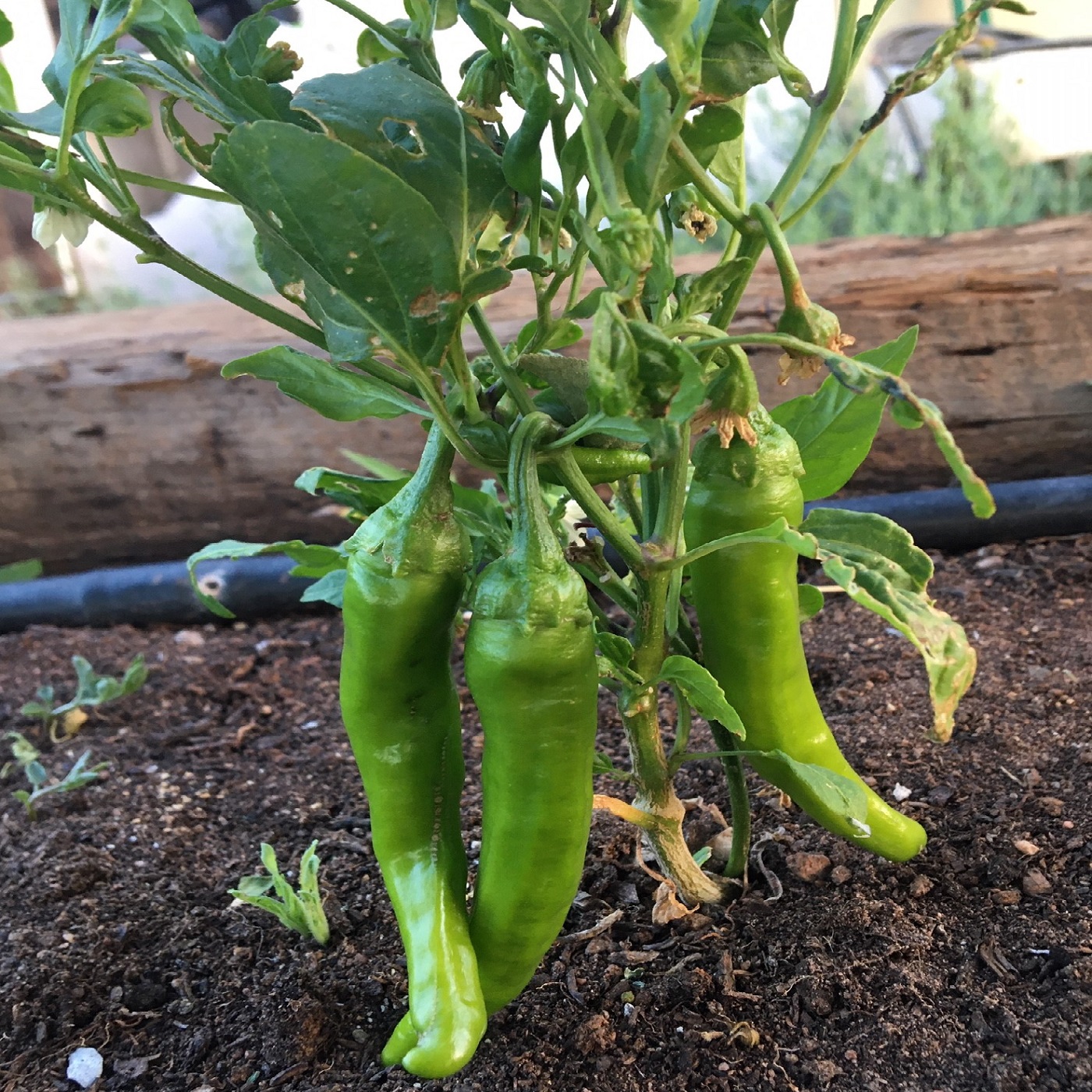 whitemtngardener
