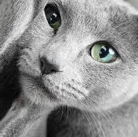 kittywarriors