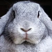 kessir