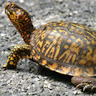 tavar