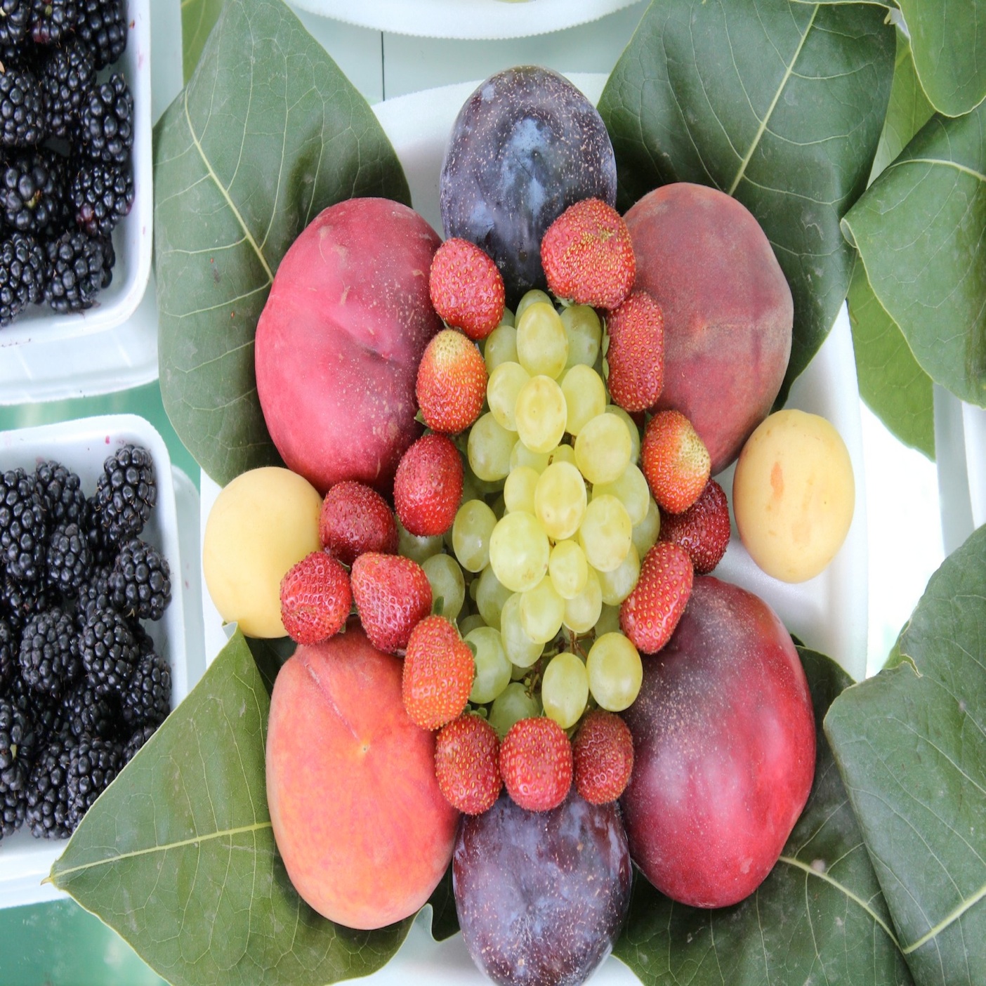 Fruition Formula