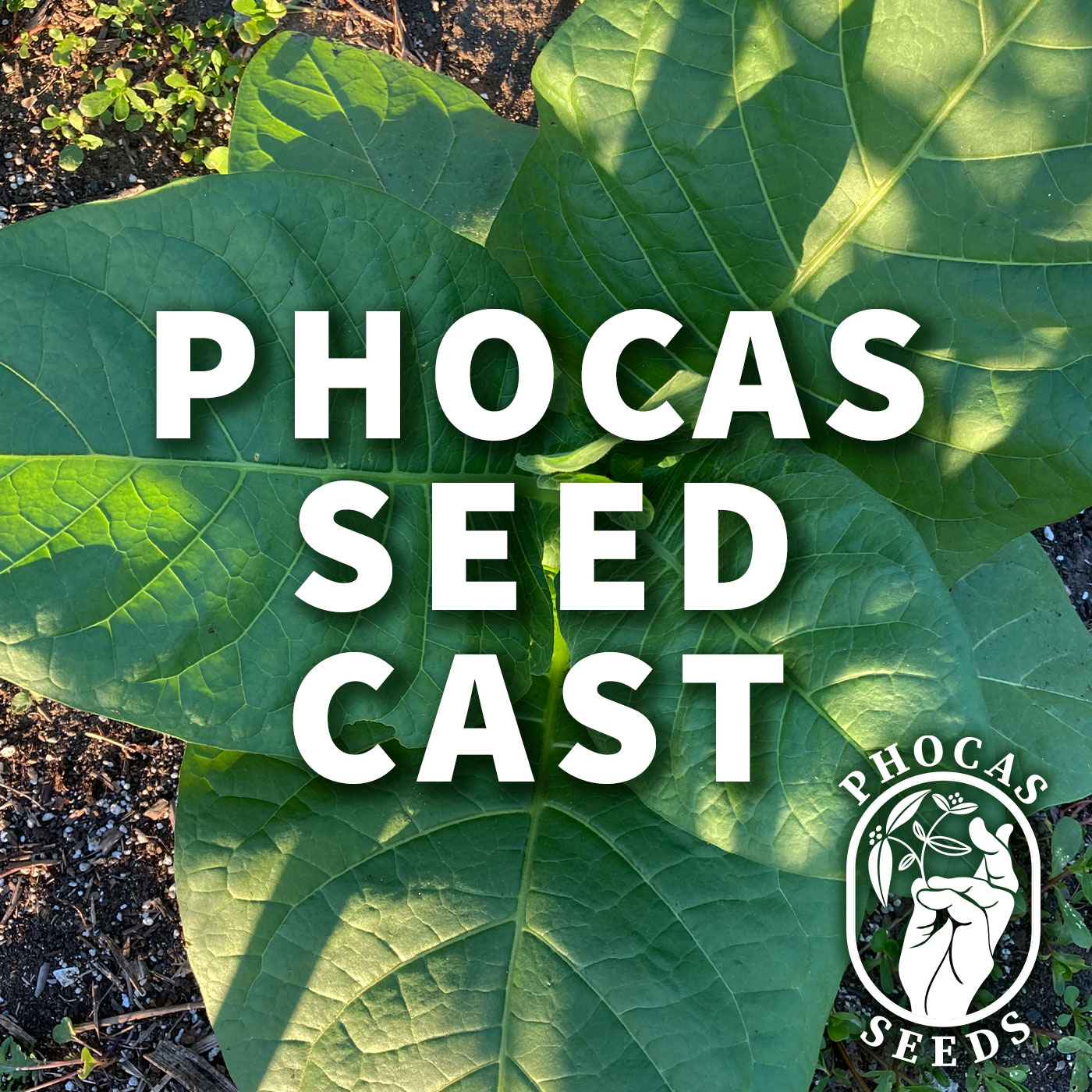 Phocas Seed Cast