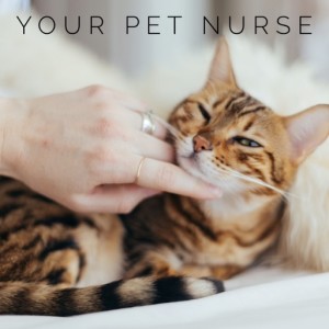 Pet Nurse Podcast