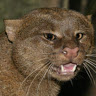Paulemile