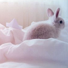 cosmicrabbit