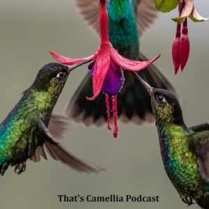 That’s Camellia Podcast