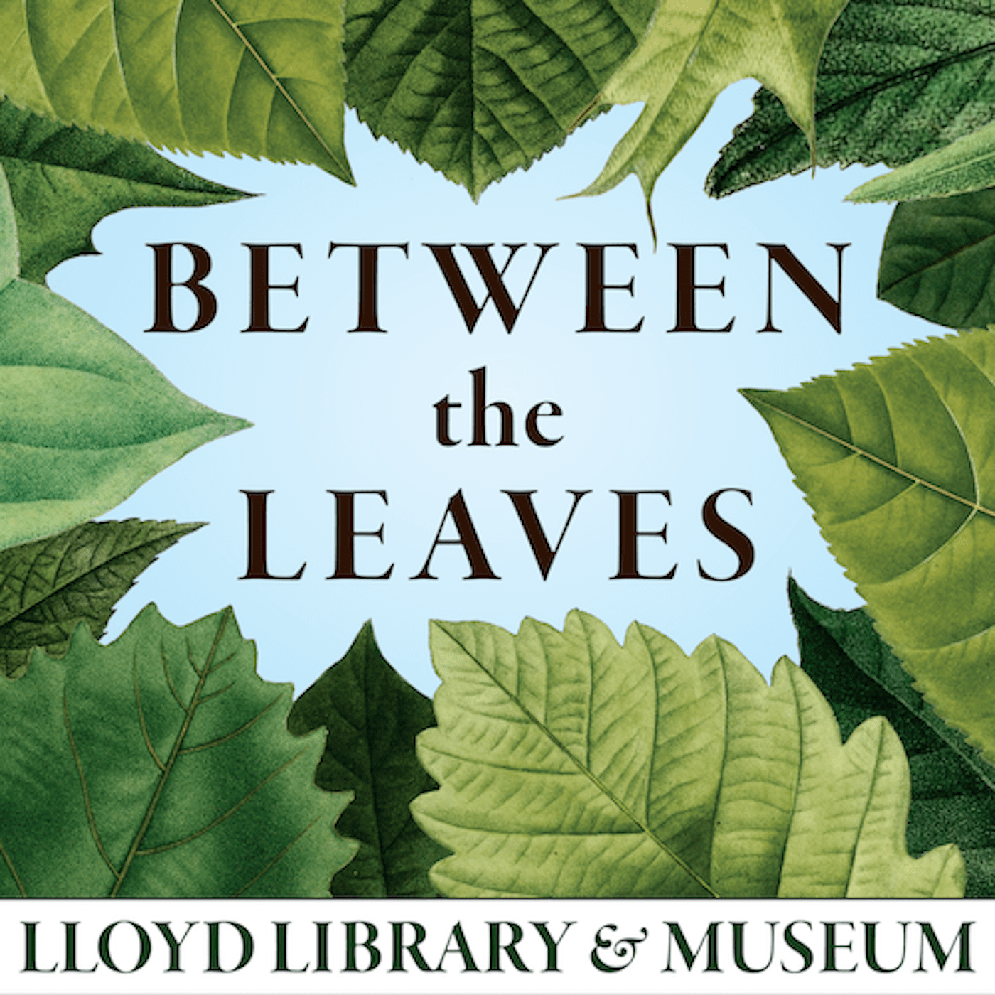 Between the Leaves at the Lloyd