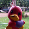 penguin702