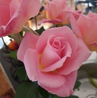 rose