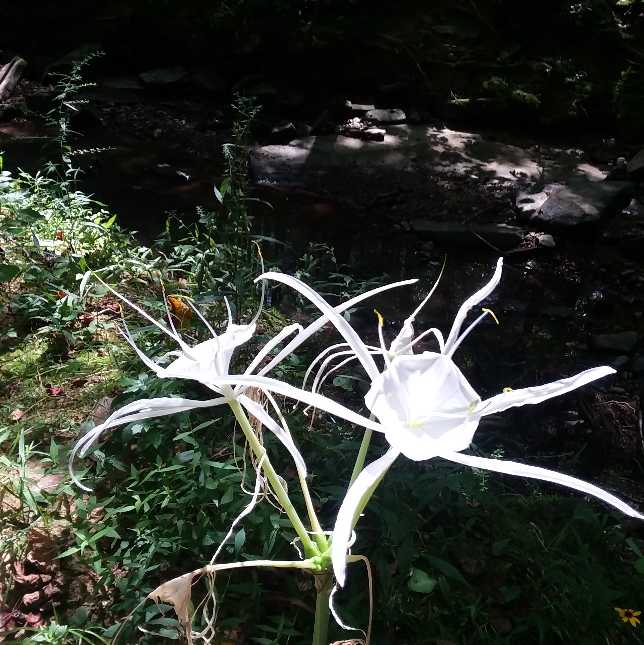 Enchantment