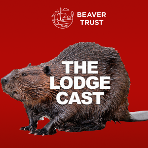Want to DOUBLE your love for beavers this Christmas?!