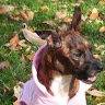 Missie
