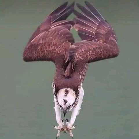 Iyke